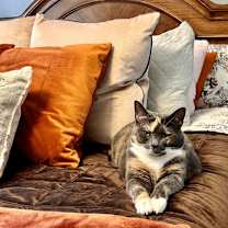 Thumbnail photo of Nala #2