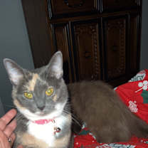 Thumbnail photo of Nala #3