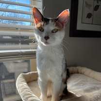 Thumbnail photo of Sky or Sky-Girl #1