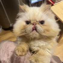 Thumbnail photo of Emmy #2