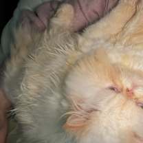 Thumbnail photo of Emmy #4