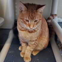 Thumbnail photo of Meeny #3