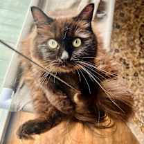 Thumbnail photo of Bella #1