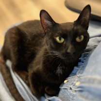 Thumbnail photo of Binx #2