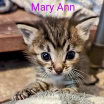 Thumbnail photo of Mary Ann #3