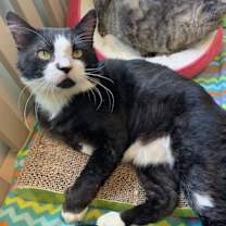 Thumbnail photo of Gabbro #1