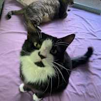 Thumbnail photo of Gabbro #2