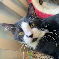 Thumbnail photo of Gabbro #3