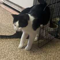 Thumbnail photo of Ozzy #2