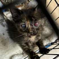 Thumbnail photo of Zelda  #2