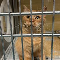 Thumbnail photo of Cinnamon  #1