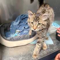 Thumbnail photo of Jasmine #2