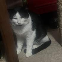 Thumbnail photo of Ozzy #4