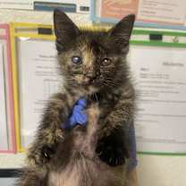 Thumbnail photo of Zelda  #3