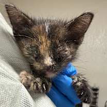 Thumbnail photo of Zelda  #4