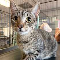 Thumbnail photo of Tori #1