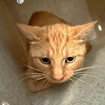 Thumbnail photo of Cinnamon  #2