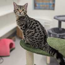 Thumbnail photo of Alyssa #1