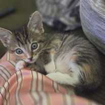 Thumbnail photo of Bobbie #1