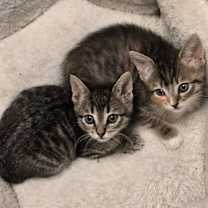 Thumbnail photo of Bobbie #3