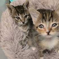 Thumbnail photo of Bobbie #4