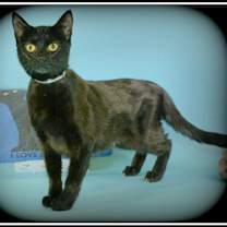 Thumbnail photo of Iris #3