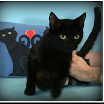 Thumbnail photo of Iris #4