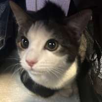 Thumbnail photo of 59946865 #2