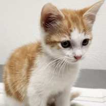 Thumbnail photo of Chalupa #2