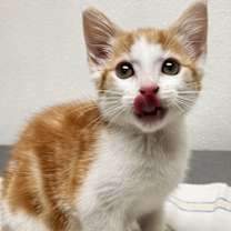 Thumbnail photo of Chalupa #3