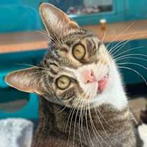 Thumbnail photo of Lenny #1