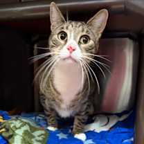 Thumbnail photo of Lenny #3