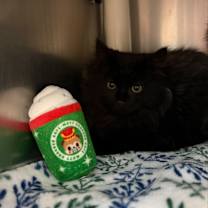 Thumbnail photo of Santa #2