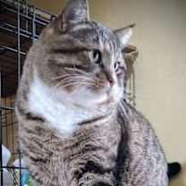 Thumbnail photo of Dunkin’ (Tabby w/4 wht paws-M) #1