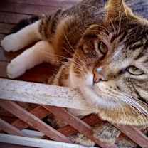 Thumbnail photo of Dunkin’ (Tabby w/4 wht paws-M) #2
