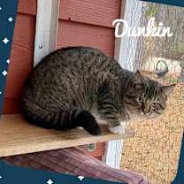 Thumbnail photo of Dunkin’ (Tabby w/4 wht paws-M) #3