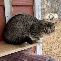 Thumbnail photo of Dunkin’ (Tabby w/4 wht paws-M) #4