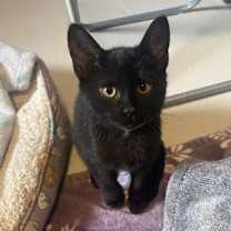 Thumbnail photo of Serrano #1