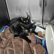 Thumbnail photo of Serrano #2