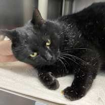 Thumbnail photo of Charlie: At shelter #2