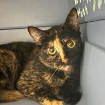 Thumbnail photo of Daisy #2