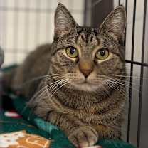 Thumbnail photo of Kyanite #1