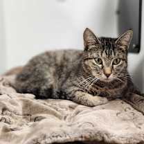 Thumbnail photo of Kyanite #4