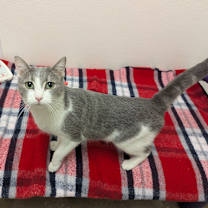 Thumbnail photo of Hocus #1