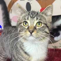 Thumbnail photo of Big Tony Purrano 55715 #2