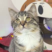 Thumbnail photo of Big Tony Purrano 55715 #4