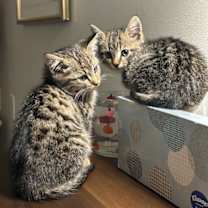 Thumbnail photo of Spice #3