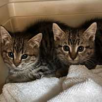 Thumbnail photo of Spice #4