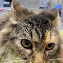 Thumbnail photo of Bettina #1