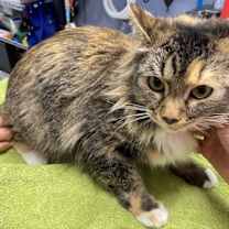 Thumbnail photo of Bettina #2